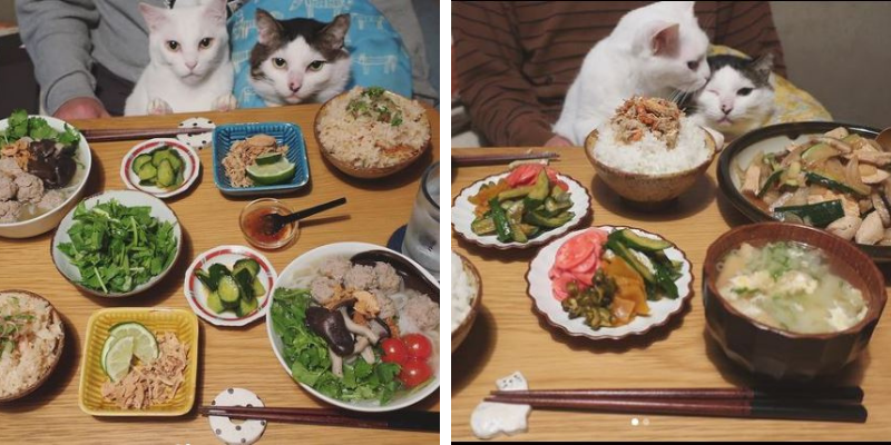 thú vị bộ ảnh mèo trên bàn ăn của cặp đôi người Nhật